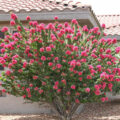 Vựa Hoa Giấy Miền Nam cay-bong-giay-my-120x120 Có nên trồng hoa giấy trước nhà? Loại cây hoa giấy  