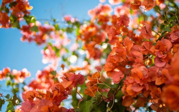 Cây hoa giấy màu cam (giống Thái, Mỹ, Nhật, Hàn Quốc) Hoa giấy bonsai
