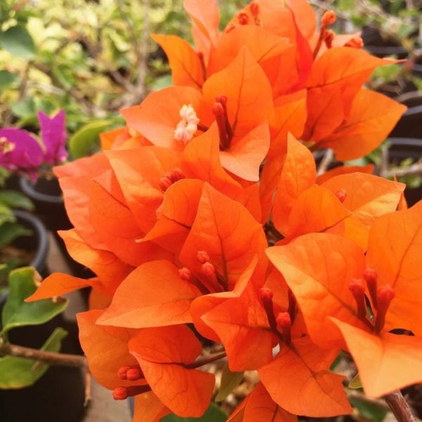 Cây hoa giấy màu cam (giống Thái, Mỹ, Nhật, Hàn Quốc) Hoa giấy bonsai