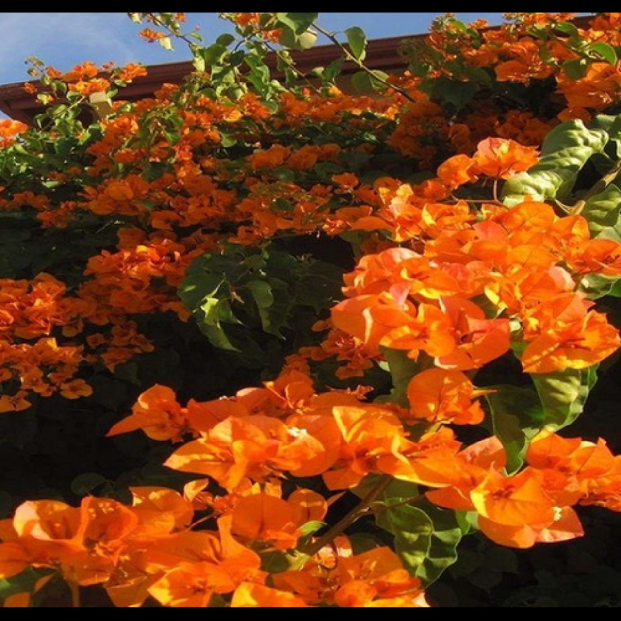 Cây hoa giấy màu cam (giống Thái, Mỹ, Nhật, Hàn Quốc)  