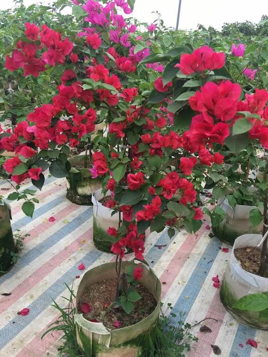 Cây hoa giấy màu đỏ (bông giấy Thái, Mỹ, Nhật) Hoa giấy bonsai