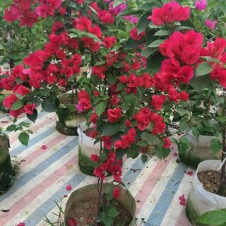 Cây hoa giấy đỏ (Hoa giấy Thái Lan chùm lá nhỏ) Hoa giấy chậu Hoa giấy chậu, hoa giấy leo cổng, hoa giấy công trình