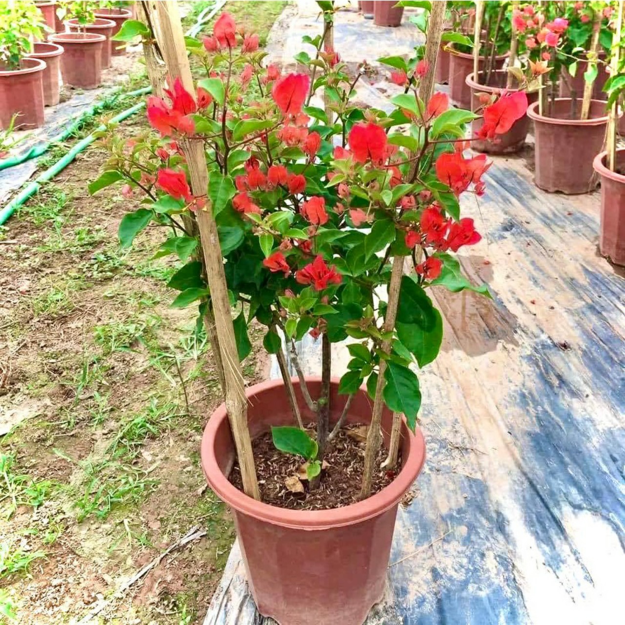 Cây hoa giấy màu đỏ (bông giấy Thái, Mỹ, Nhật)  