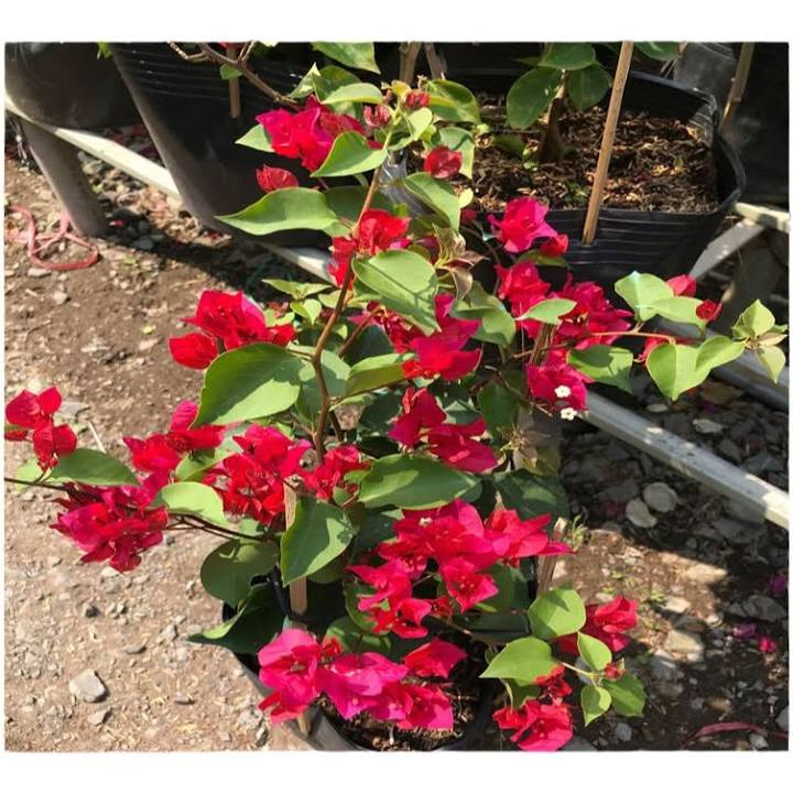 Cây hoa giấy đỏ (Hoa giấy Thái Lan chùm lá nhỏ)  