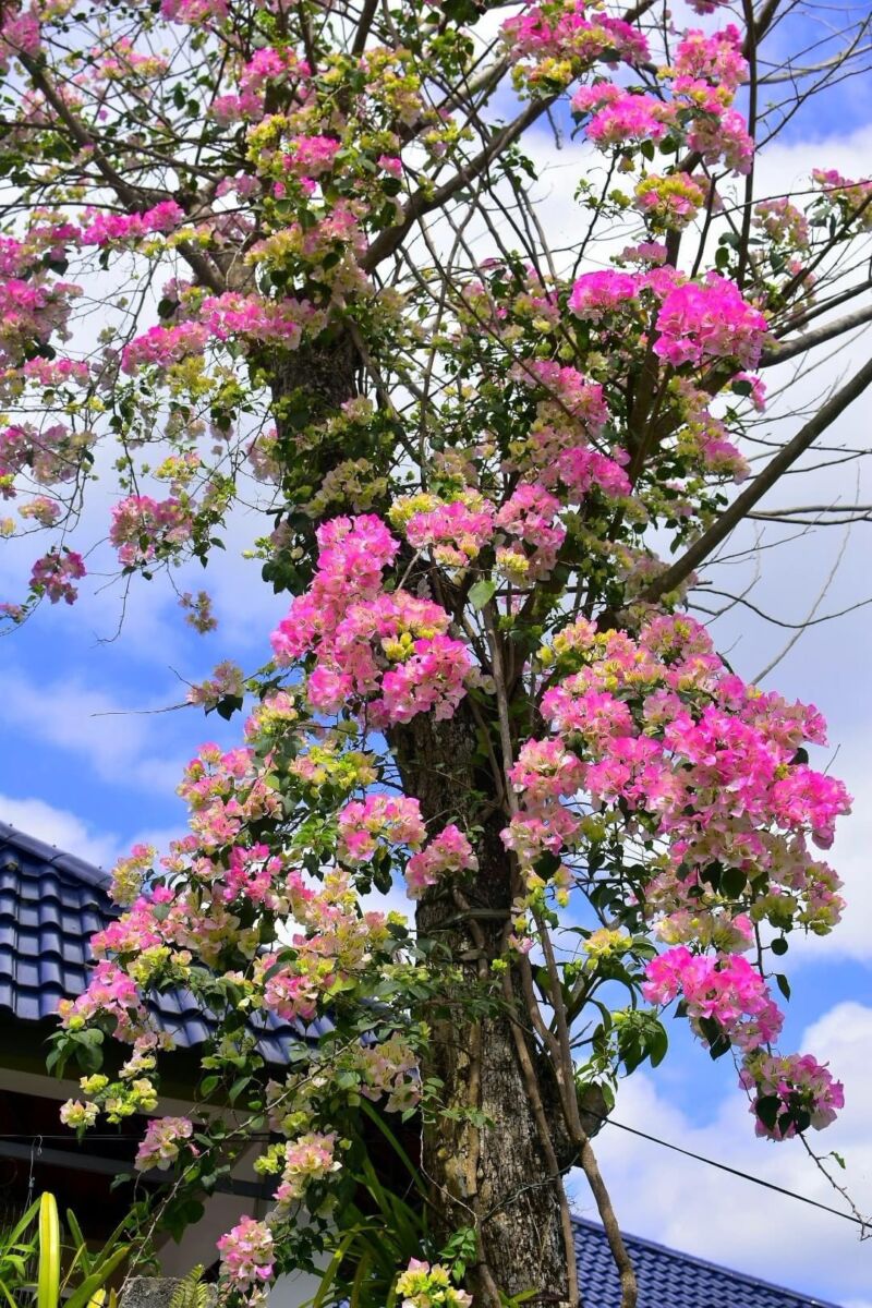Cây Hoa Giấy Hồng Gân ( hoa giấy trắng tuyết - Nhật Bản )  