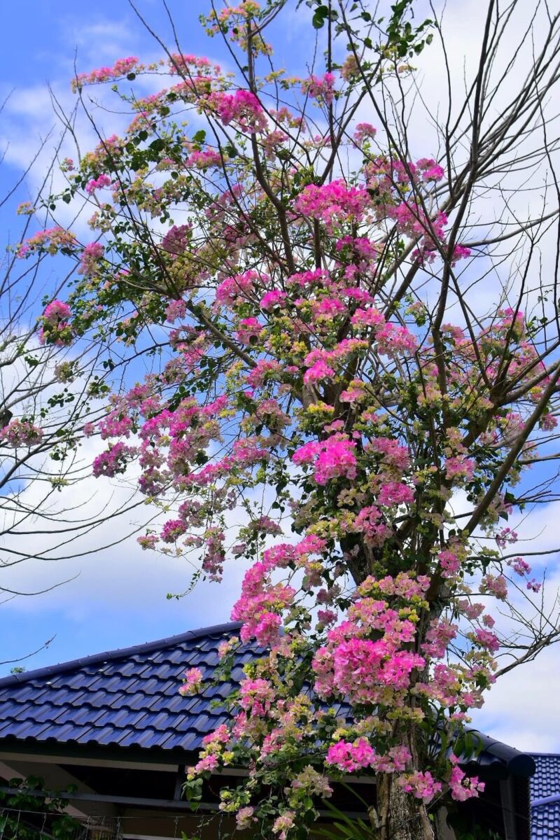 Vựa Hoa Giấy Miền Nam cay-hoa-giay-hong-gan-dep-leo-gian-7 Có nên trồng hoa giấy trước nhà? Loại cây hoa giấy  