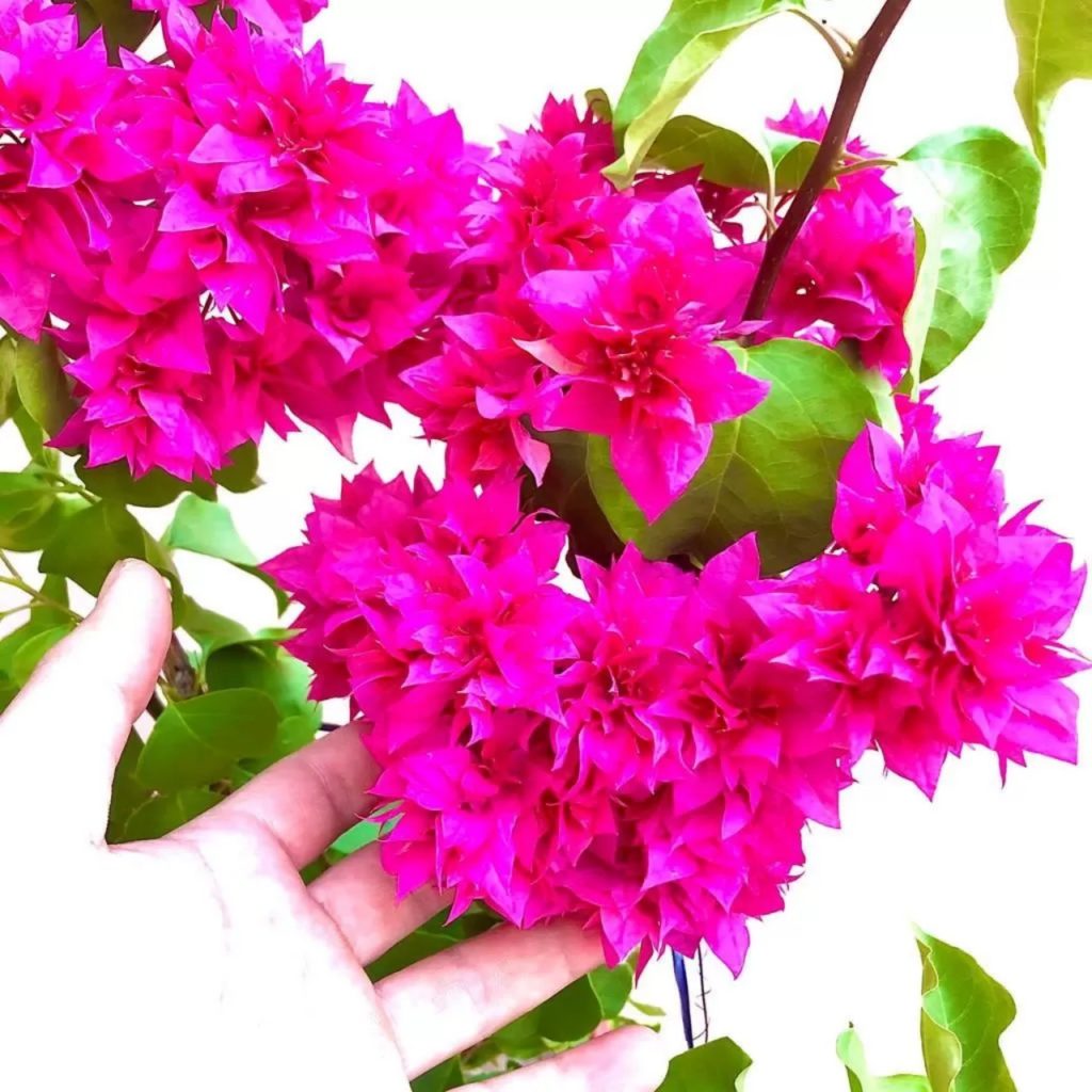 Vựa Cây hoa giấy kép ( cây giống nhập khẩu nước ngoài ) giá rẻ, cây ...