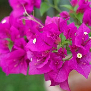Cây hoa giấy xác pháo màu tím ( bông giấy xác pháo ) Hoa giấy bonsai