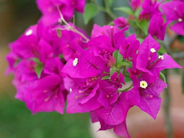Cây hoa giấy xác pháo màu tím ( bông giấy xác pháo ) Hoa giấy bonsai 2