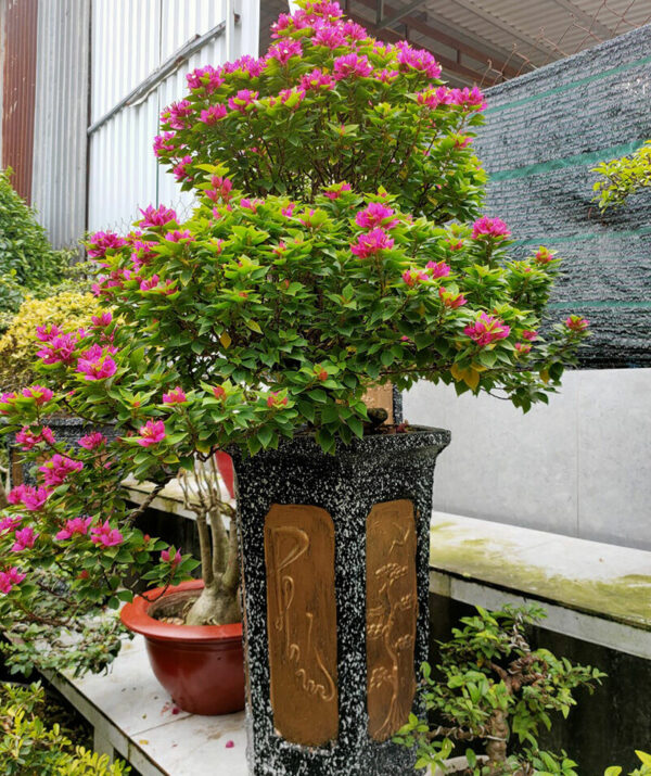 Vựa Hoa Giấy Miền Nam cay-hoa-giay-my-bonsai-trong-chau Cây hoa giấy Mỹ lá nhỏ (hoa giấy màu đỏ, hoa giấy bông kép)  