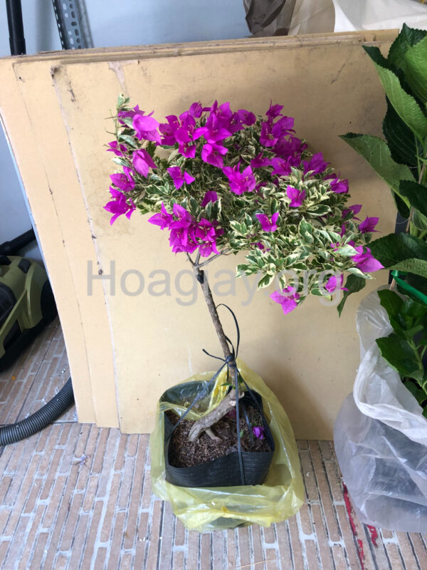Cây hoa giấy mỹ màu tím lá cẩm thạch