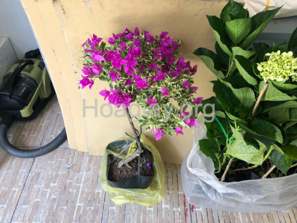 Cây hoa giấy lá nhỏ (Hoa giấy mỹ tím cẩm thạch) Hoa giấy bonsai Hoa giấy chậu, hoa giấy leo cổng, hoa giấy công trình 7