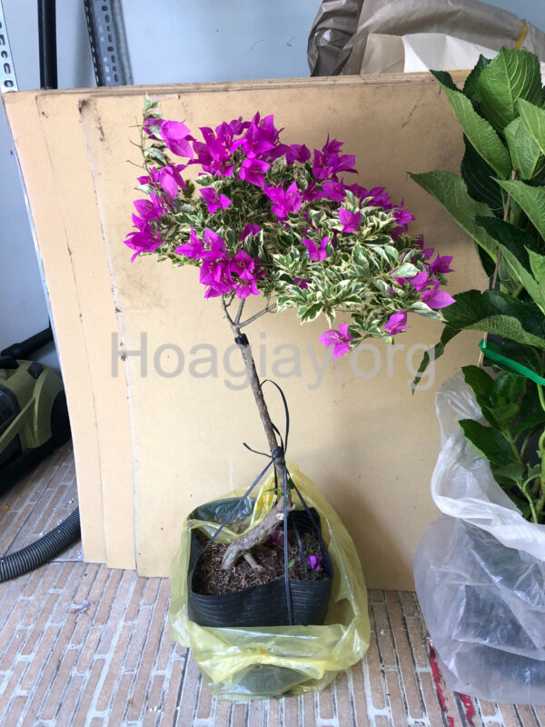 Cây hoa giấy mỹ màu tím lá cẩm thạch