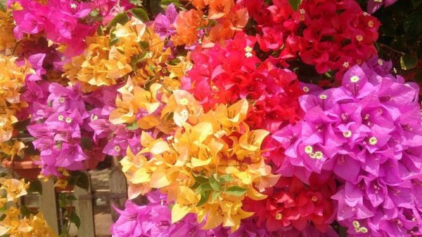 Cây hoa giấy nhiều màu (Hoa giấy ngũ sắc 5 màu) Hoa giấy bonsai