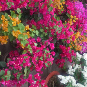 Cây hoa giấy 5 màu (Trắng, vàng, cam, đỏ, hồng) Hoa giấy bonsai
