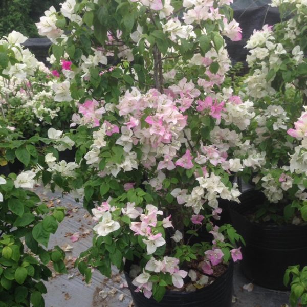 Cây hoa giấy phớt hồng ( hoa giấy trắng hồng tuyết ) Hoa giấy bonsai