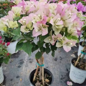 Cây hoa giấy phớt hồng ( hoa giấy trắng hồng tuyết ) Hoa giấy bonsai Hoa giấy chậu, hoa giấy leo cổng, hoa giấy công trình