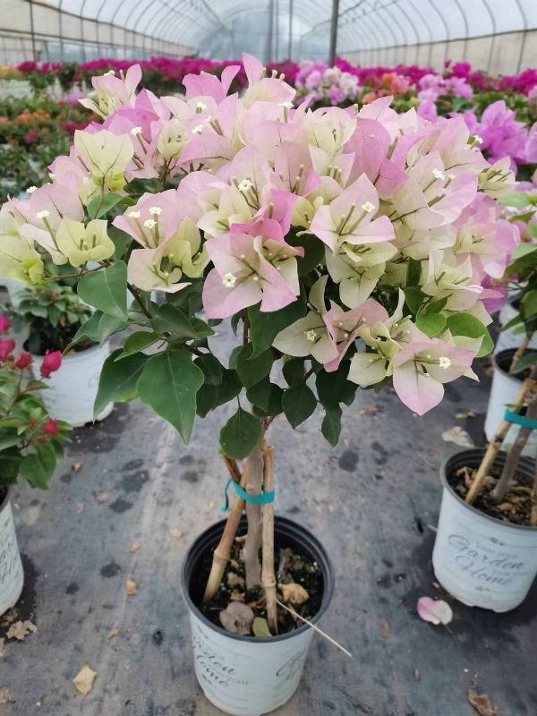 Cây hoa giấy phớt hồng ( hoa giấy trắng hồng tuyết ) Hoa giấy bonsai