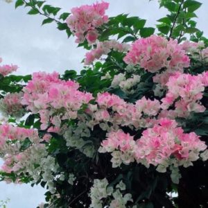 Cây hoa giấy phớt hồng ( hoa giấy trắng hồng tuyết )  