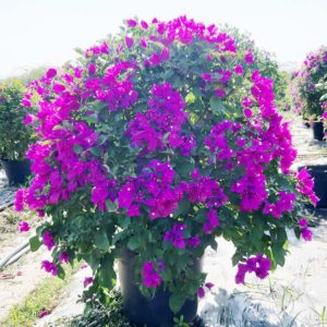 Cây hoa giấy tím ( Giống Thái Lan, Mỹ, Lá to, Lá nhỏ ) Hoa giấy bonsai