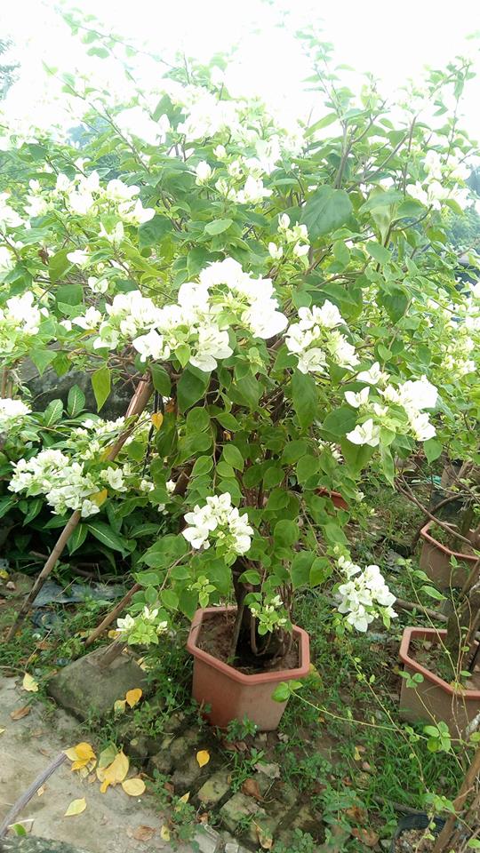 Cây Hoa Giấy Trắng (bông giấy trắng tuyết) Hoa giấy bonsai Hoa giấy hồng