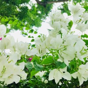 Cây Hoa Giấy Trắng (bông giấy trắng tuyết) Hoa giấy bonsai