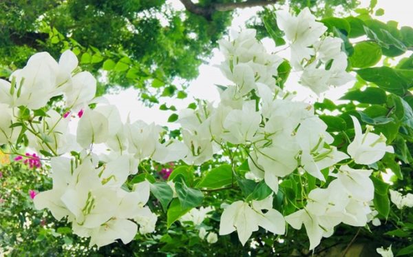 Cây Hoa Giấy Trắng (bông giấy trắng tuyết) Hoa giấy bonsai Hoa giấy hồng