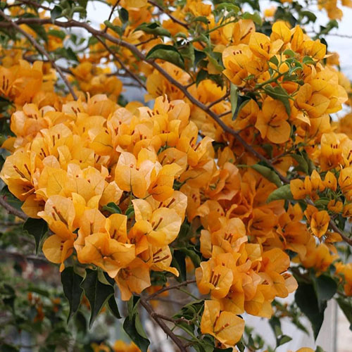 Cây Hoa Giấy Vàng Để Chậu Hoa giấy bonsai 3