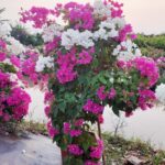 Vựa Hoa Giấy Miền Nam hoa-giay-2-mau-150x150 Cách làm cho cây hoa giấy leo giàn nhanh nhất Loại cây hoa giấy  