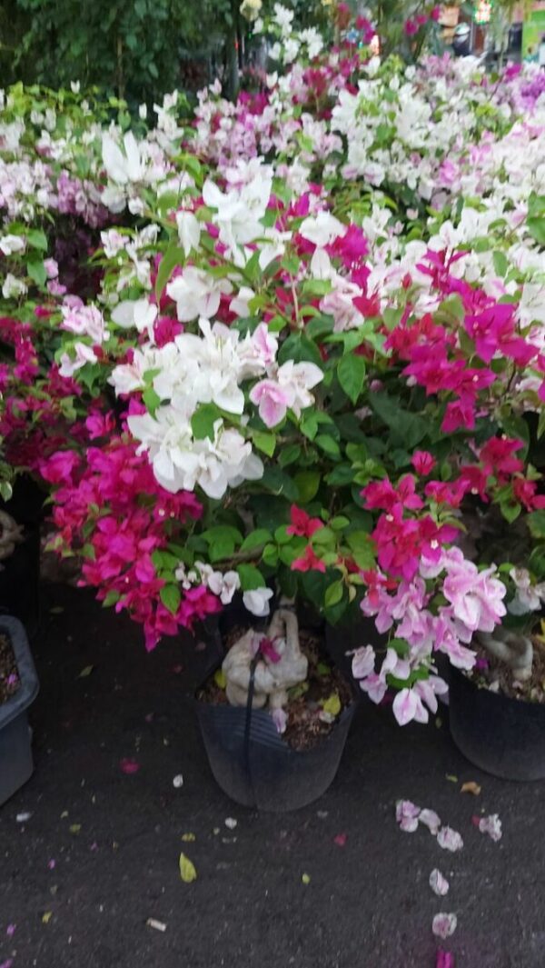 Vựa Hoa Giấy Miền Nam hoa-giay-2-mau-trang-hong-2 Cây hoa giấy 2 màu (hoa giấy trắng + hồng)  