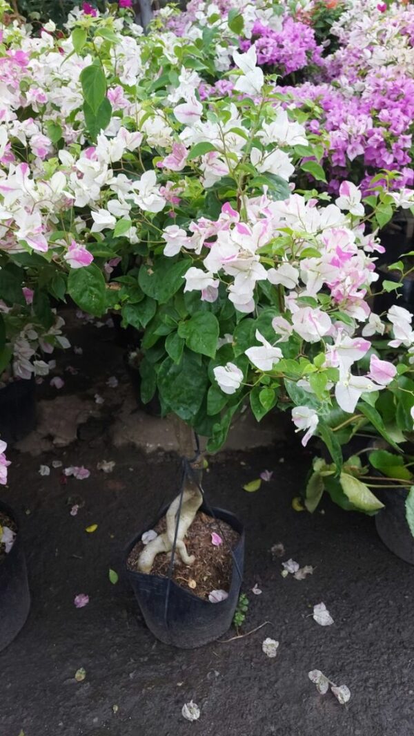 Cây hoa giấy 2 màu (hoa giấy trắng + hồng) Hoa giấy bonsai