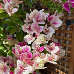 Cây Hoa Giấy Hồng Gân ( hoa giấy trắng tuyết – Nhật Bản ) Hoa giấy bonsai