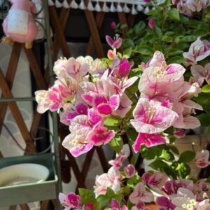 Vựa Hoa Giấy Miền Nam hoa-giay-hong-gan-11-300x300 Cây Hoa Giấy Trắng (bông giấy trắng tuyết)  