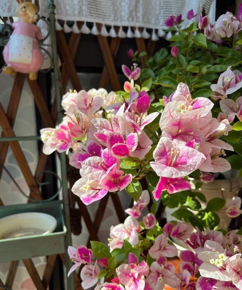 Cây Hoa Giấy Hồng Gân ( hoa giấy trắng tuyết - Nhật Bản )  