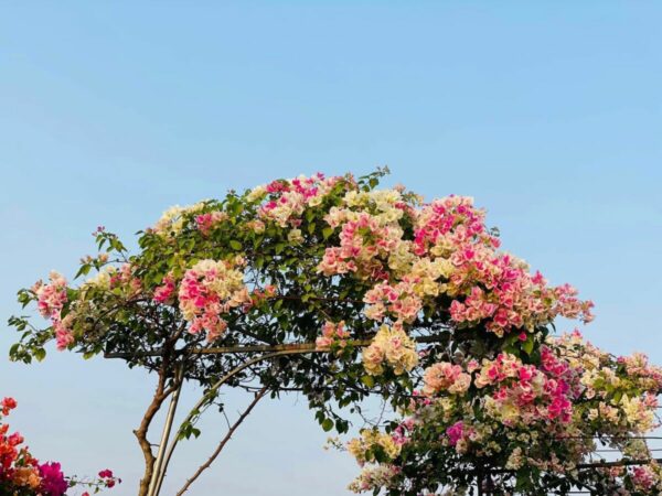 Vựa Hoa Giấy Miền Nam hoa-giay-hong-gan-3 Cây Hoa Giấy Hồng Gân ( hoa giấy trắng tuyết - Nhật Bản )  