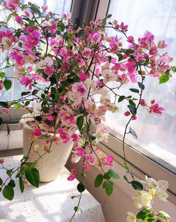 Vựa Hoa Giấy Miền Nam hoa-giay-hong-gan-7 Cây Hoa Giấy Hồng Gân ( hoa giấy trắng tuyết - Nhật Bản )  