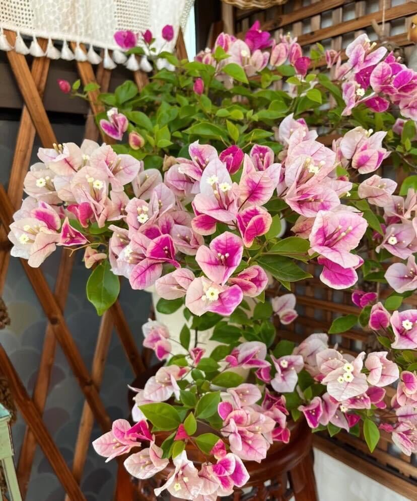 Cây Hoa Giấy Hồng Gân ( hoa giấy trắng tuyết - Nhật Bản )  