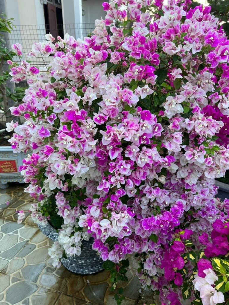 Vựa Hoa Giấy Miền Nam hoa-giay-hong-gan-trang-tuyet-1-768x1024 Cây hoa giấy phớt hồng ( hoa giấy trắng hồng tuyết )  