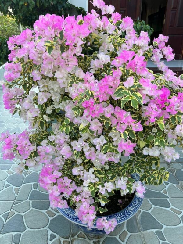 Vựa Hoa Giấy Miền Nam hoa-giay-hong-gan-trang-tuyet-2 Cây hoa giấy phớt hồng ( hoa giấy trắng hồng tuyết )  