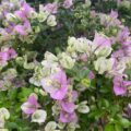 Vựa Hoa Giấy Miền Nam hoa-giay-hong-gan-trang-tuyet-4-120x120 Cách ươm cây hoa giấy bằng cành cây hoa giấy hiệu quả Loại cây hoa giấy  