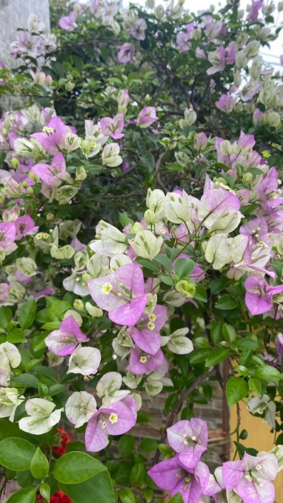 Vựa Hoa Giấy Miền Nam hoa-giay-hong-gan-trang-tuyet-4-576x1024 Cây hoa giấy phớt hồng ( hoa giấy trắng hồng tuyết )  