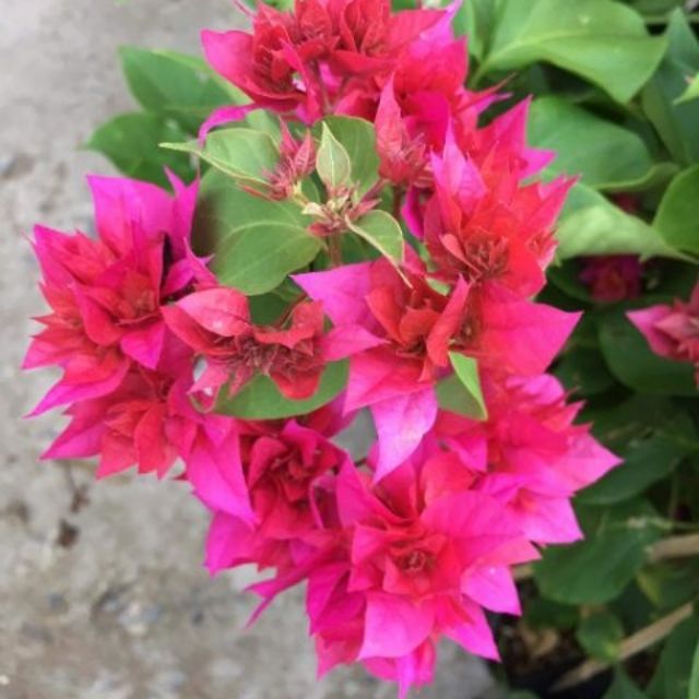 Vựa Hoa Giấy Miền Nam hoa-giay-la-lon Cây hoa giấy Mỹ lá nhỏ (hoa giấy màu đỏ, hoa giấy bông kép)  