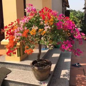 Cây hoa giấy ngũ sắc (Đỏ, trắng, vàng, cam, hồng) Hoa giấy bonsai