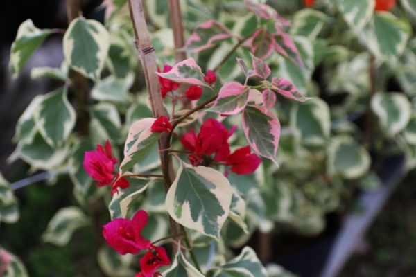 Hoa giấy cẩm thạch ngũ sắc ( đỏ, hồng tím, vàng, cam, trắng) Hoa giấy bonsai