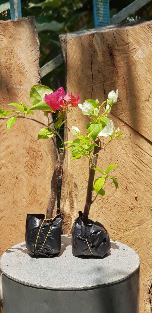 Cây hoa giấy mini (gốc hoa giấy nhỏ để bàn) Hoa giấy chậu 22