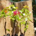 Vựa Hoa Giấy Miền Nam cay-hoa-giay-chau-de-ban-19-120x120 Cách bón NPK cho hoa giấy để cây phát triển mạnh và nở hoa đẹp Dịch vụ trồng cây hoa giấy Loại cây hoa giấy  