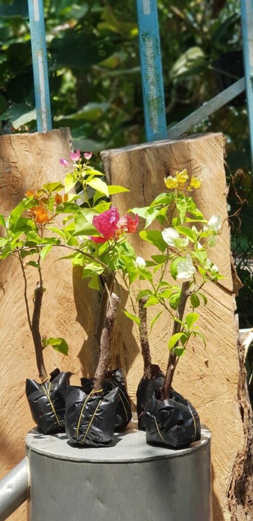 Vựa Hoa Giấy Miền Nam cay-hoa-giay-chau-de-ban-19-498x1024 Cách ươm cây hoa giấy bằng cành cây hoa giấy hiệu quả Loại cây hoa giấy  