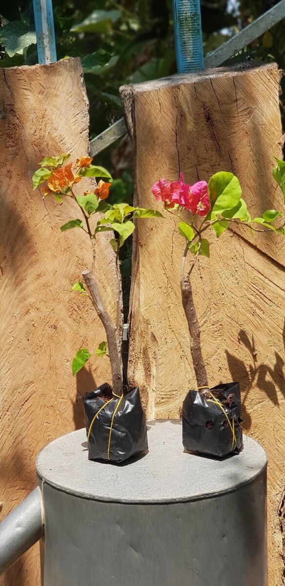 Cây hoa giấy mini (gốc hoa giấy nhỏ để bàn) Hoa giấy chậu