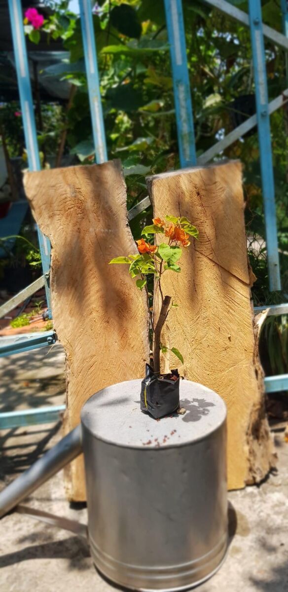 Cây hoa giấy mini (gốc hoa giấy nhỏ để bàn) Hoa giấy chậu 7