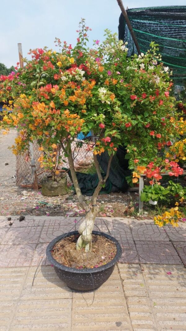 Hoa giấy bonsai trồng chậu ( hoa thái ngũ sắc nhiều màu ) Hoa giấy chậu 4